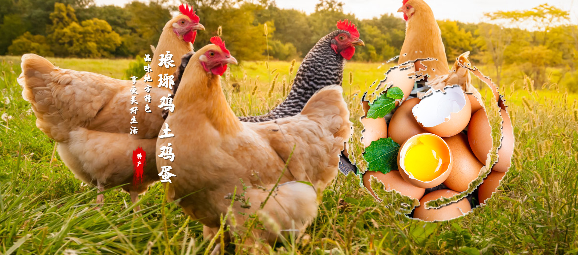 土雞蛋